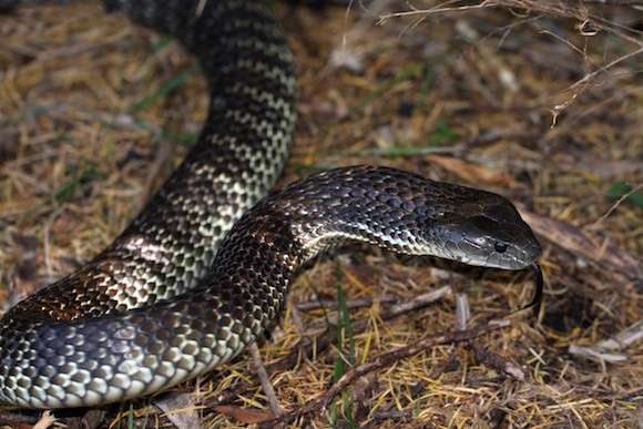 Snake danger on the rise