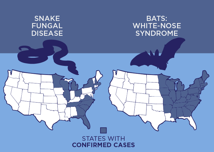 Snake fungal disease parallels white-nose syndrome in bats
