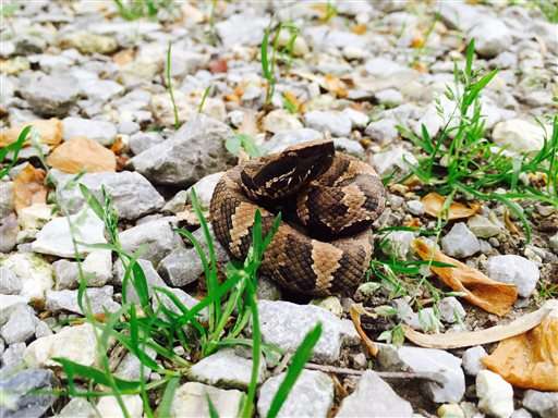 Snake lovers hit southern Illinois for annual migrations