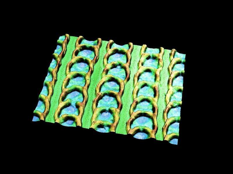 Snake scales protect steel against friction