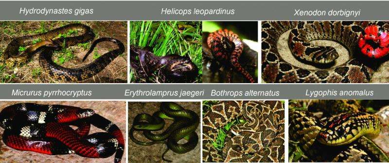 Snakes' dining habits shaped by ancestry, relationships moreso than ecology