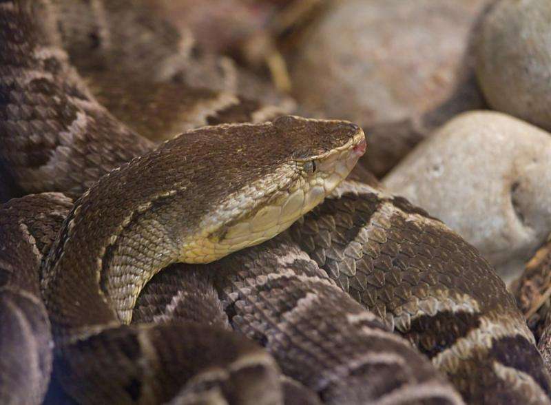 Snake venom helps hydrogels stop the bleeding