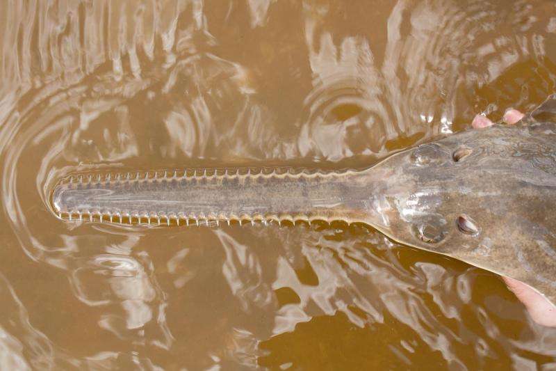 Some endangered sawfishes are having babies, no sex required