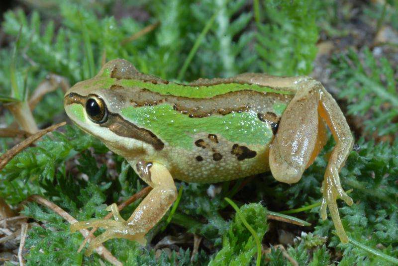 Some frogs surviving deadly chytrid fungus infection