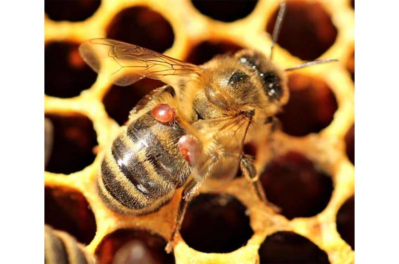 Some honeybee colonies adapt in wake of deadly mites