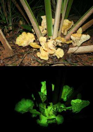 Some mushrooms glow, and here's why