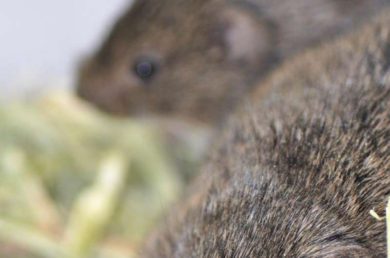 Some prairie vole brains are better wired for sexual fidelity