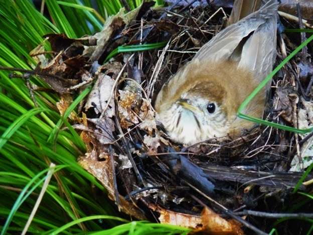 Songbirds find success nesting in introduced shrubs