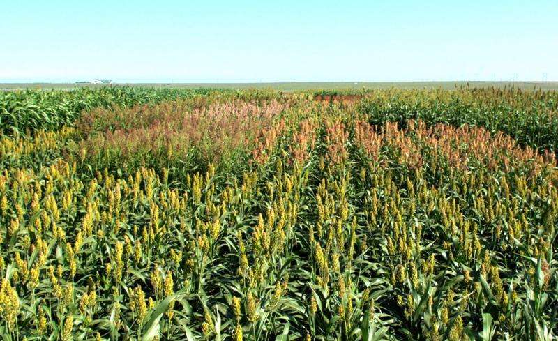 Sorghum silage a suitable alternative to corn silage, with proper management