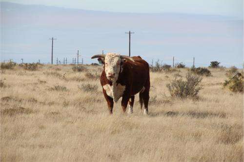 Soundness exams, genetic testing improve herd performance