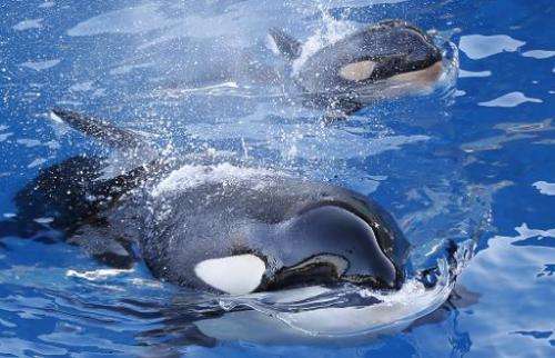 Southern Resident killer whales were given endangered species protection by the US government a decade ago, but this protected s