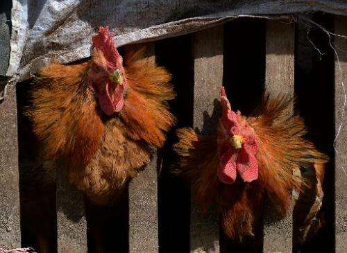 South Korea has announced a 36-hour lockdown over the weekend on poultry and livestock farms across the country to curb the spre