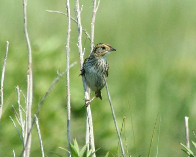 Species lines blur between two sparrows in New England's tidal marshes