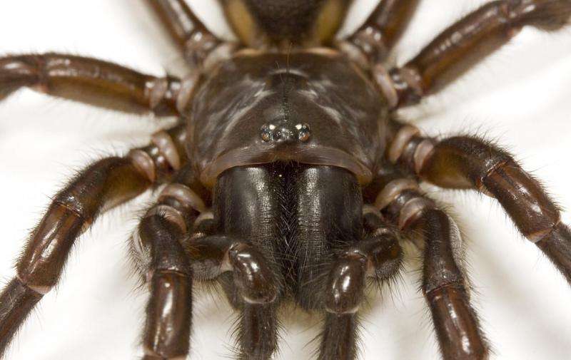Spider and centipede venom evolved from insulin-like hormone