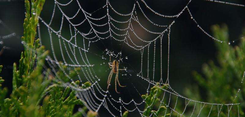 Spider signal threads reveal remote sensing design secrets