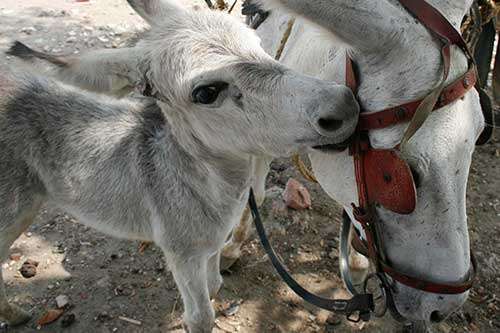 Spotting pain in donkeys – learning the language