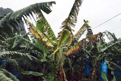 Spread of Panama disease in banana caused by one single clone of the Fusarium fungus