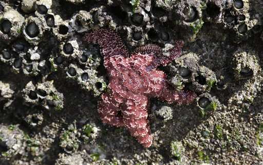 Starfish babies offer glimmer of hope amid mass die-off