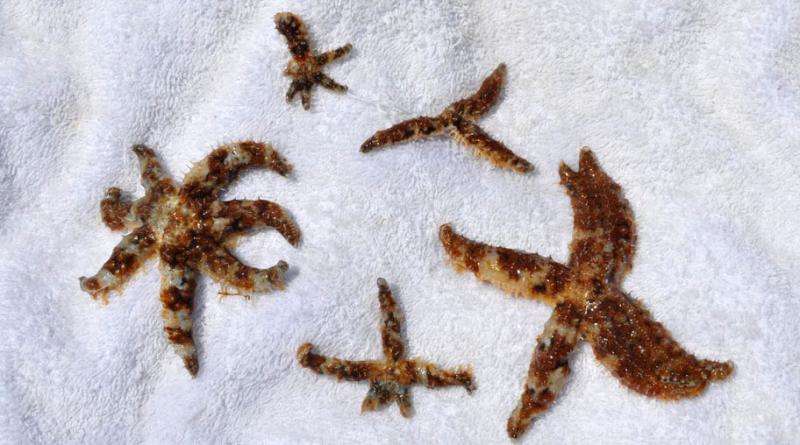 Starfish that clone themselves live longer