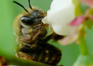 Starving honey bees lose self-control