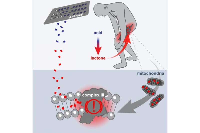 Statin side effects linked to off-target reaction in muscle mitochondria