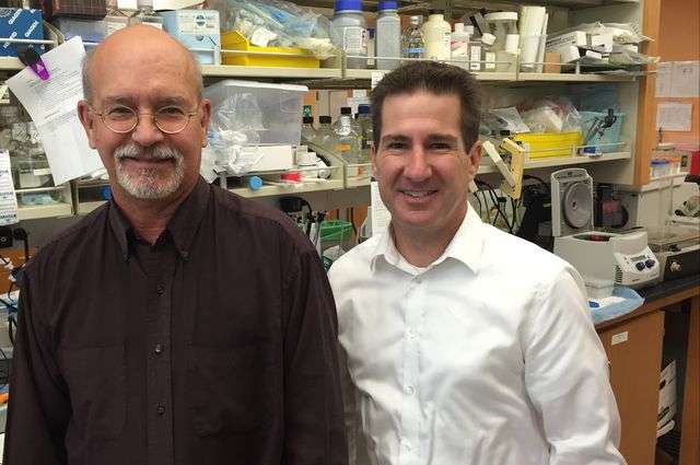 Stem cell gene therapy holds promise for eliminating HIV infection