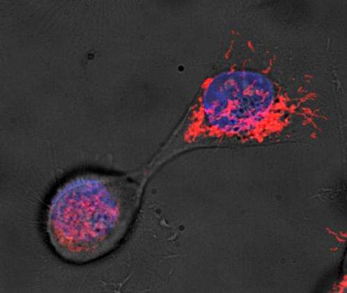 Stem cells age-discriminate organelles to maintain stemness