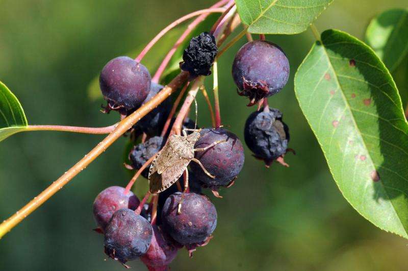 Stink bugs have strong taste for ripe fruit