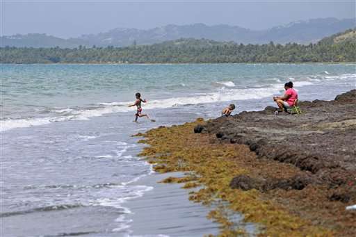 Stinking mats of seaweed piling up on Caribbean beaches