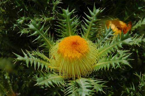 Stirling Range flora nears extinction