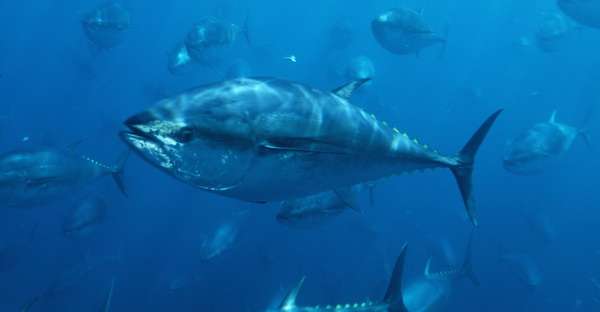 Stock recovery plan for Pacific Bluefin tuna urgently needed