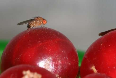 Stop fruit flies by removing rotten fruit