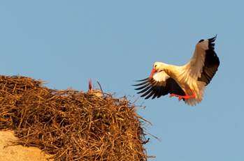 Storks could become poisoned by pesticides during their migration to Africa