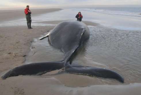 Stranded humpback whale ‘Johanna’ had microplastics in her stomach
