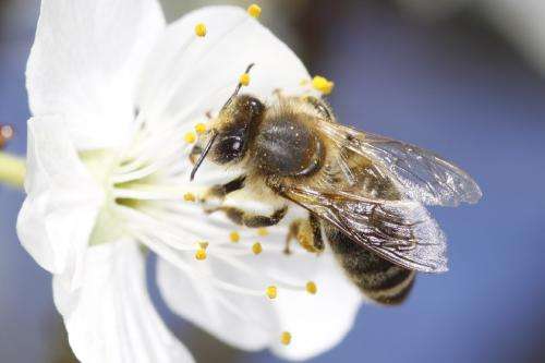 'Stressed' young bees could be the cause of colony collapse