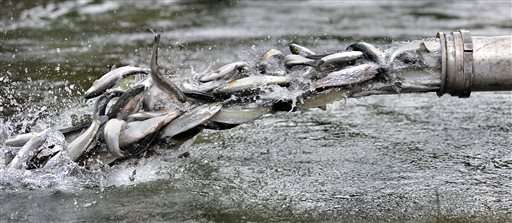 Stress from heat, drought on fish spurs push to reduce kills