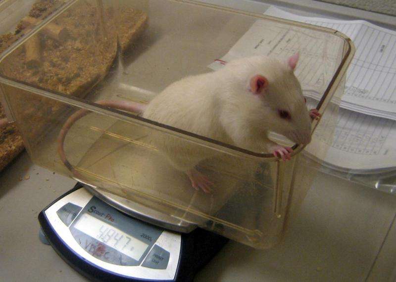 Stress in adolescence prepares rats for future challenges