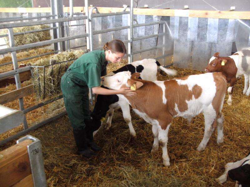 Stroking helps calves develop a better relationship with humans and increases weight gain
