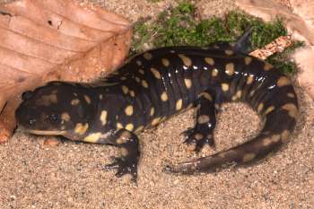 Strolling salamanders provide clues on how animals evolved to move from water to land