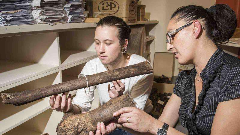 Student dig uncovers hundreds of rare moa bones