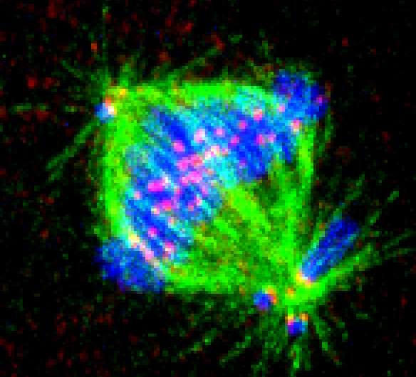 Studies reveal details of error correction in cell division