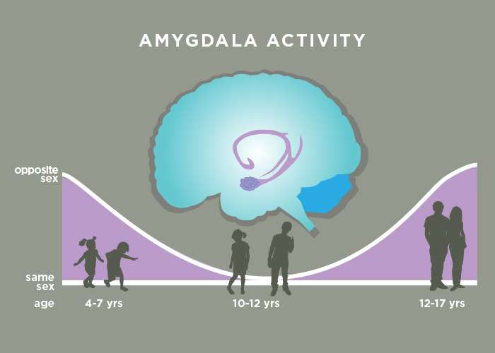 Study: Amygdala encodes 'cooties' and 'crushes' in the developing brain