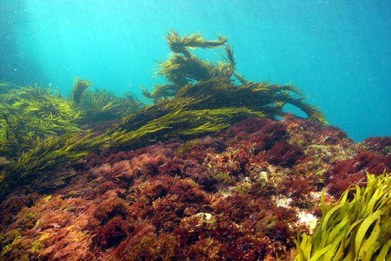 Study backs seaweed's carbon capturing potential