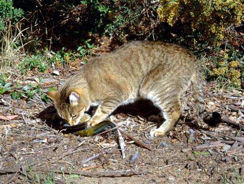 Study: Cats, foxes behind Australia's alarming extinctions