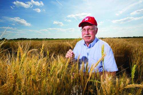 Study characterizes genetic resistance to wheat disease