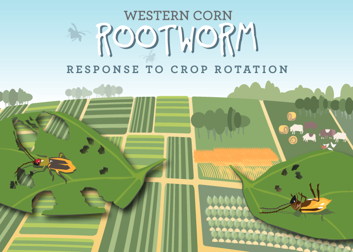 Study: Crop-rotation resistant rootworms have a lot going on in their guts