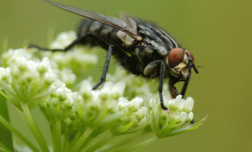 Study finds flies are key to pollination
