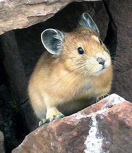 Study finds pikas may be able to behaviorally buffer against temperature changes