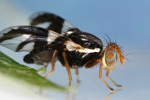 Study finds recent agricultural pest stems from one fly generation's big genetic shift