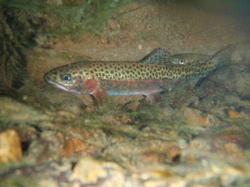 Study finds shade, cover can reduce predation by birds on trout